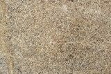 Polished Dinosaur Bone (Gembone) Slab - Morocco #349640-1
